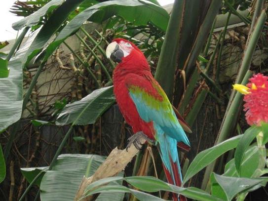  Le Ara chloroptère 