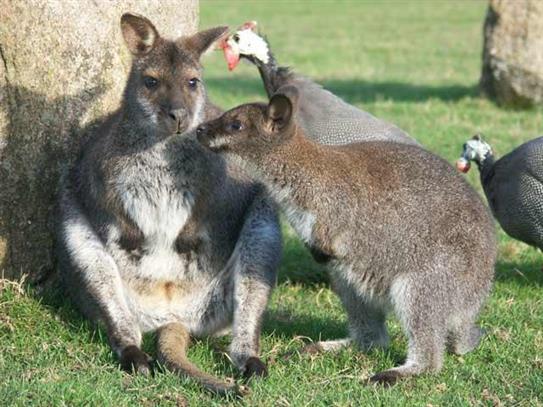 Le Wallaby de Bennett