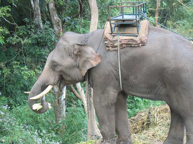 La clinique des éléphants