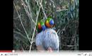 Tropical Parc