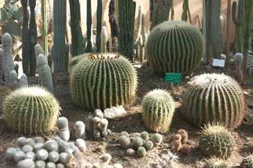 Serre Cactus  - Tropical Parc - Parc Bretagne 