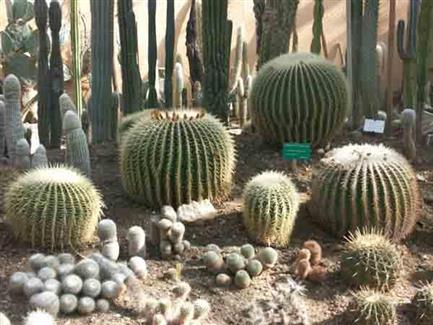 Serre Cactus  - Tropical Parc - Parc Bretagne 