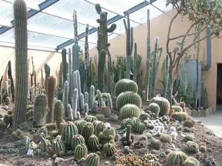 Serre Cactus  - Tropical Parc - Parc Morbihan 