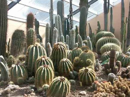 Serre Cactus  - Tropical Parc - Parc 56