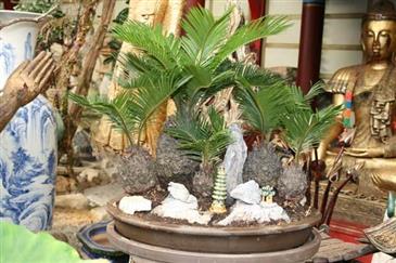 Bonzais, ficus et Grassula - Parc floral en Bretagne TROPICAL PARC