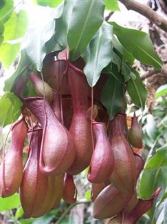 Serre orchidée - Tropical Parc - jardins bretagne 