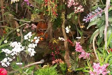 Serre orchidée - Tropical Parc - Parc de loisirs bretagne 