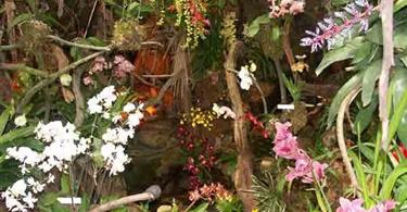 Serre orchidée - Tropical Parc - Parc de loisirs bretagne 