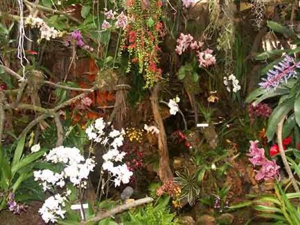 Serre orchidée - Tropical Parc - jardins morbihan 