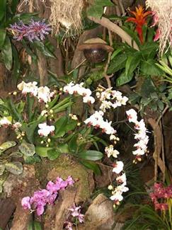 Serre orchidée - Tropical Parc - jardins 56