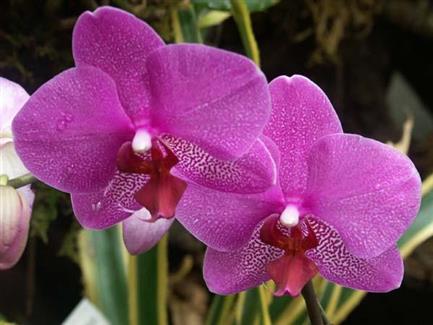 Serre orchidée - Tropical Parc - zoo parc 56