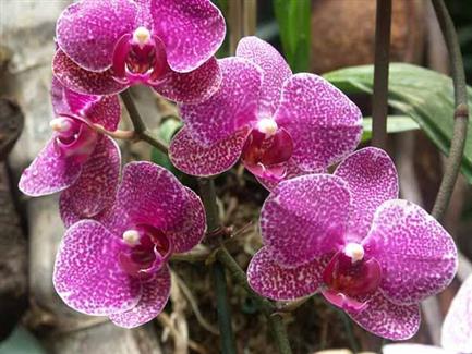 Serre orchidée - Tropical Parc - zoo parc Bretagne