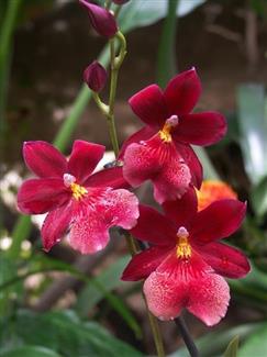 Serre orchidée - Tropical Parc - zoo parc Bretagne sud 