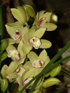 Serre orchidée - Tropical Parc - Zoo parc Morbihan
