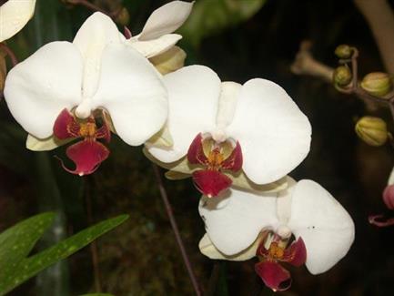Serre orchidée - Tropical Parc - parc Morbihan