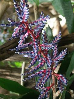 Serre orchidée - Tropical Parc - parc Morbihan 56