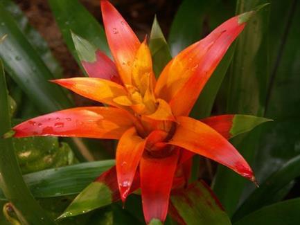 Serre orchidée - Tropical Parc - parc 56
