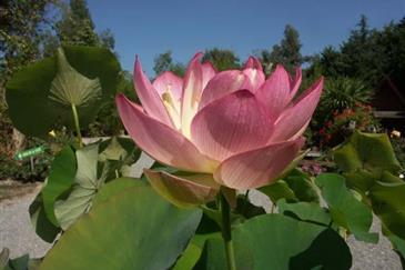 Jardin Lotus - Parc botanique bretagne 