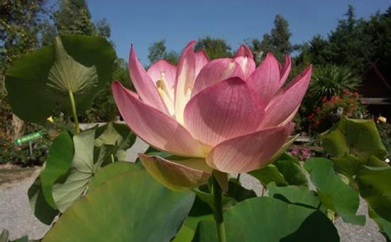 Jardin Lotus - Parc botanique bretagne 