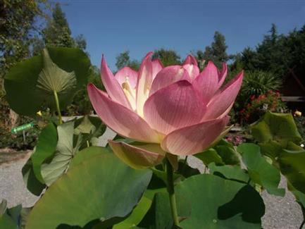 Jardin Lotus - Parc botanique bretagne 