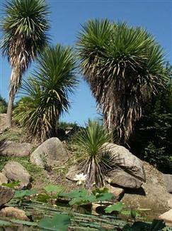 Jardin Lotus jardins bretagne 