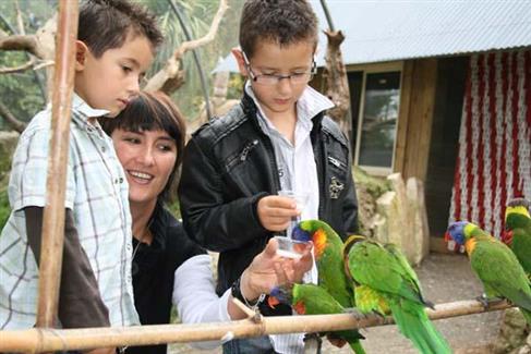 les perruches d'Australie - Tropical Parc, parc animalier 56