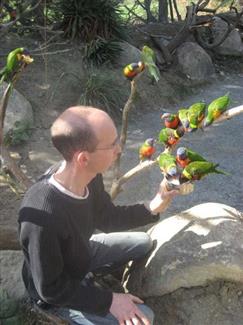 les perruches Australiennes - parc animalier Morbihan 