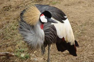La Grue Couronnée - Parc animalier Bretagne : Tropical Parc