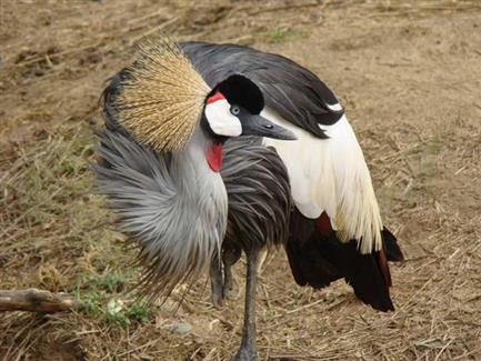La Grue Couronnée - Parc animalier Bretagne : Tropical Parc