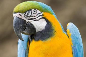 Le Perroquet Ara bleu et jaune - Parc Bretagne