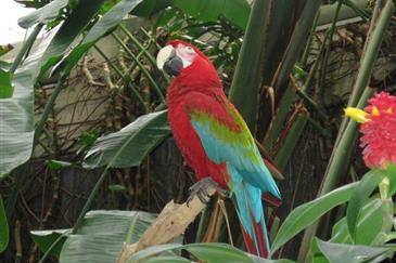 Le Ara Chloroptère - Parc animalier bretagne 