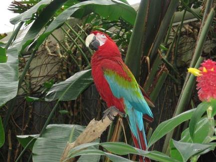 Le Ara Chloroptère - Parc animalier bretagne 