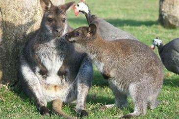 Le Wallaby de Bennett