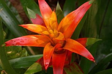 Des floraisons à toutes les saisons au Tropical Parc