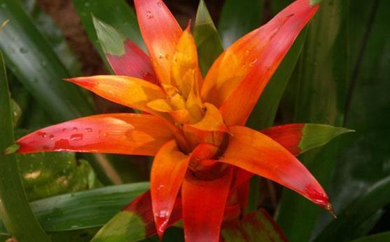 Des floraisons à toutes les saisons au Tropical Parc