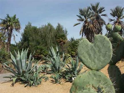 jardin Bretagne cactus 