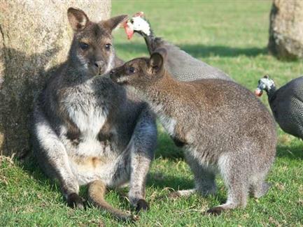 zoo Morbihan, bébé wallaby 