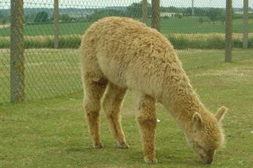 Alpaga - Tropical Parc, parc animalier en Bretagne