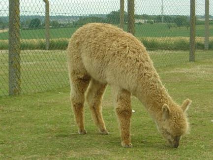 Alpaga - Tropical Parc, parc animalier en Bretagne