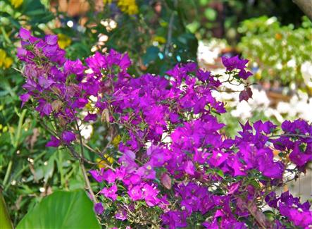 Parc floral Morbihan