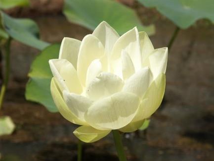 Lotus - Floraison au jardin thailandais - Parc floral Morbihan