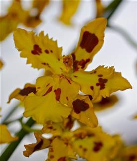 Serre aux orchidées - Parc floral Bretagne