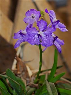 Serre aux orchidées - Parc floral Bretagne