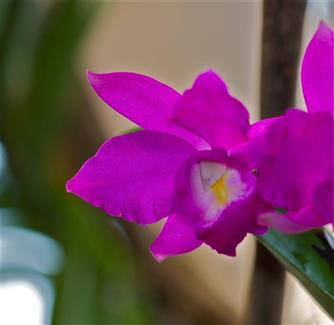 Serre aux orchidées - Parc floral Bretagne