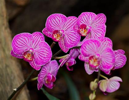 Serre aux orchidées - Parc floral Bretagne