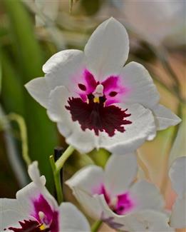 Serre aux orchidées - Parc floral Bretagne