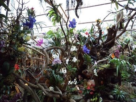 Serre aux orchidées - Parc floral Bretagne