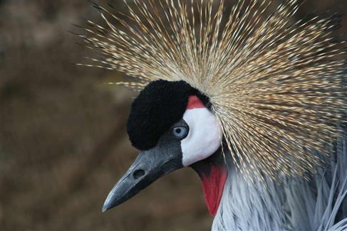 Balearica regulorum