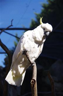 le grand Cacatoès de Tropical Parc