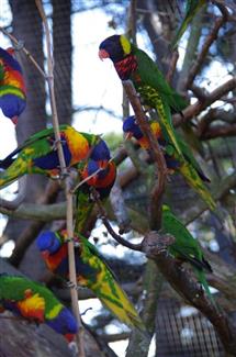 Volière Australie - Parc Animalier morbihan 